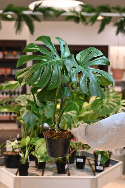 mint monstera plant Mint Monstera White Monster Low Color Large