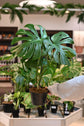 Mint Monstera White Monster