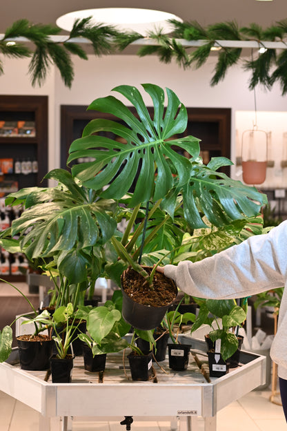 Mint Monstera White Monster