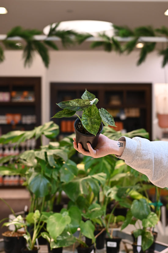 Alocasia Dragon Scale Mint