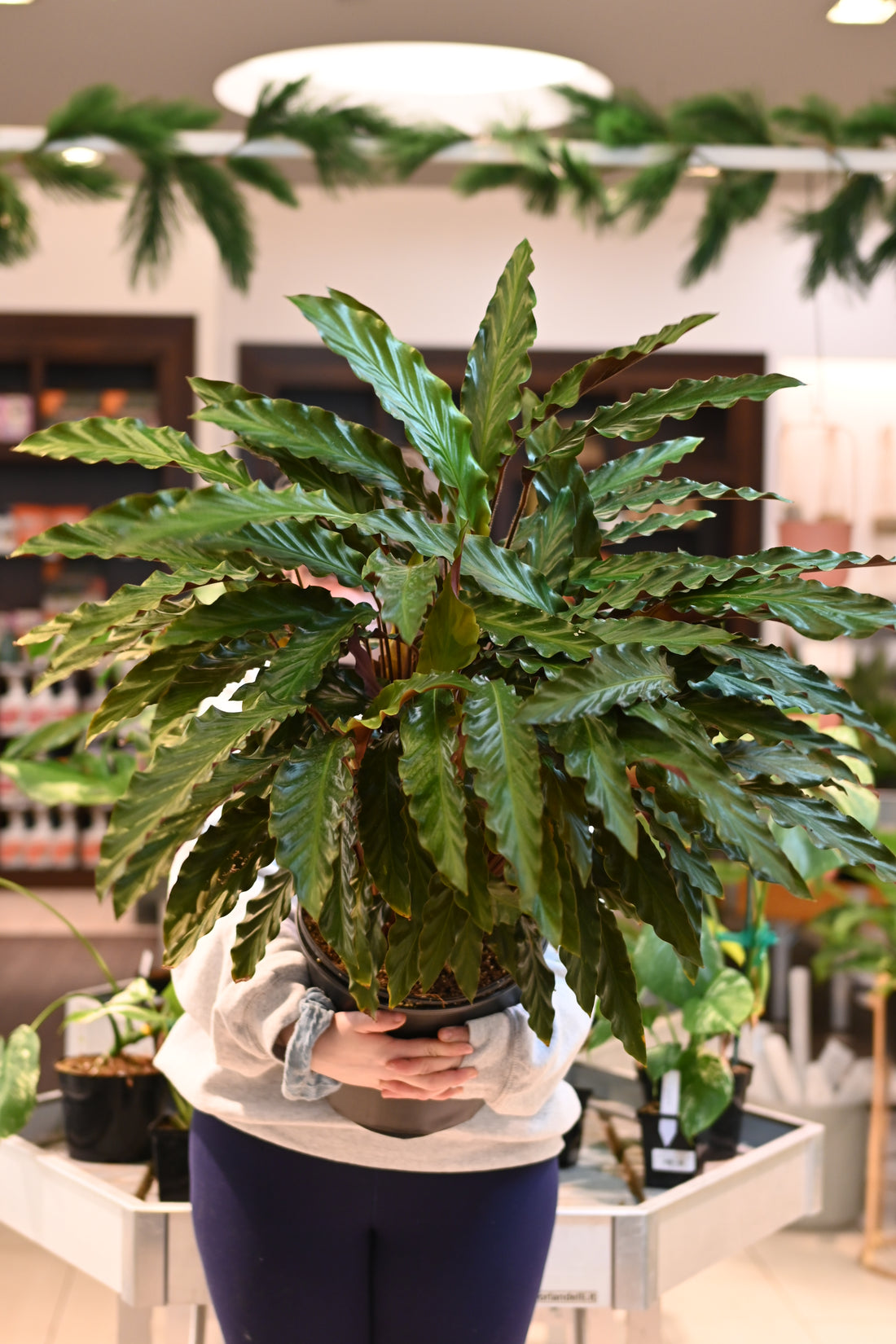 Calathea Rufibarba