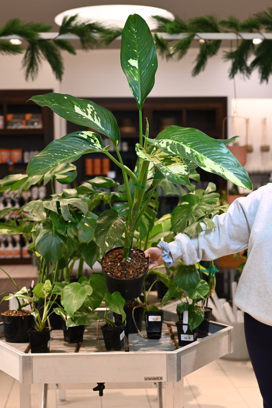 Dieffenbachia Puerto Rico