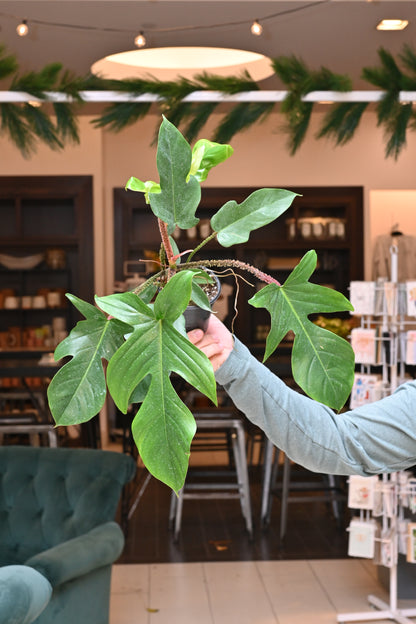 philodendron squamiferum poepp. Philodendron Squamiferum – Lost in the Forrest