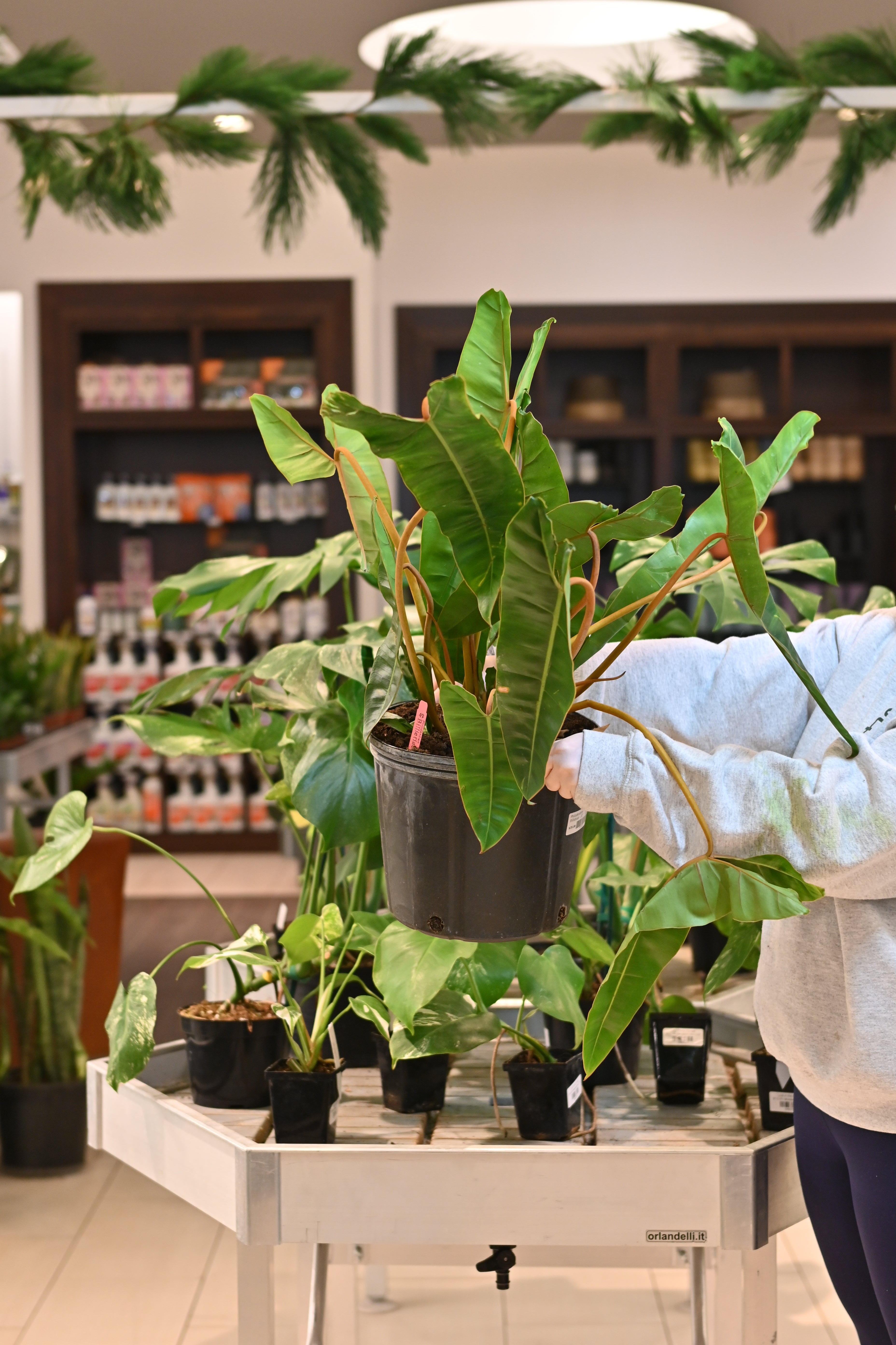 Philodendron Billietiae