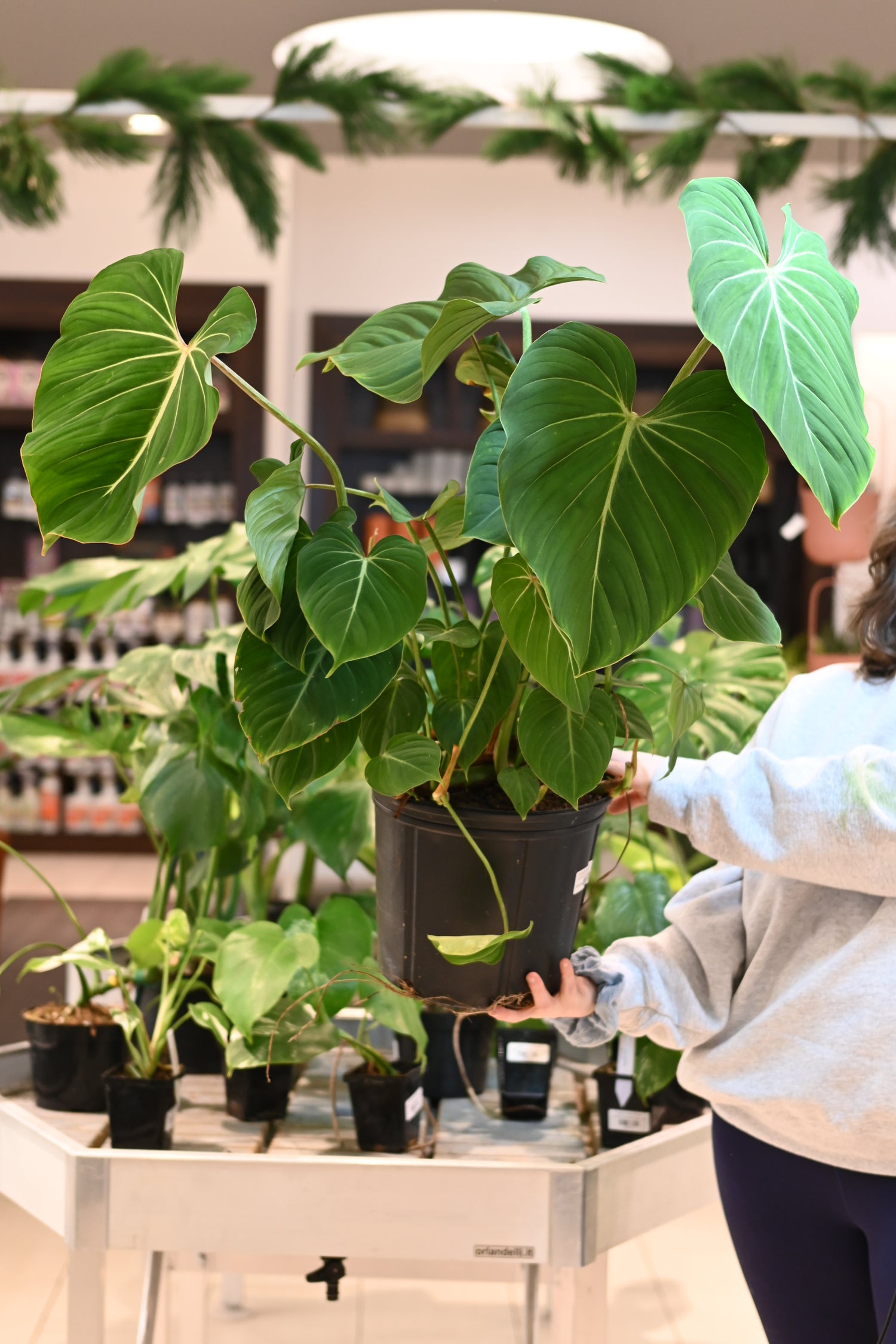 philodendron gloriosum wholesale Philodendron Gloriosum