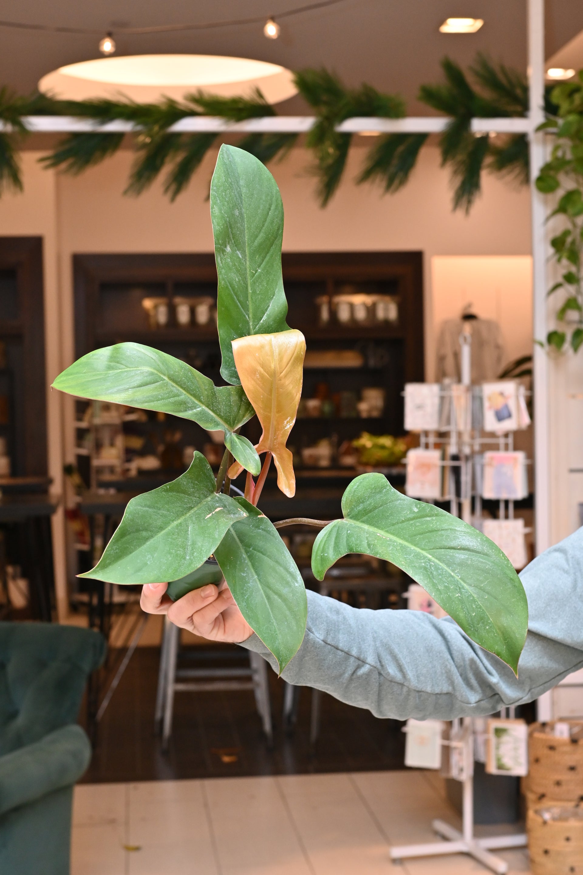 philodendron bronze Philodendron Florida Bronze – Lost in the Forrest