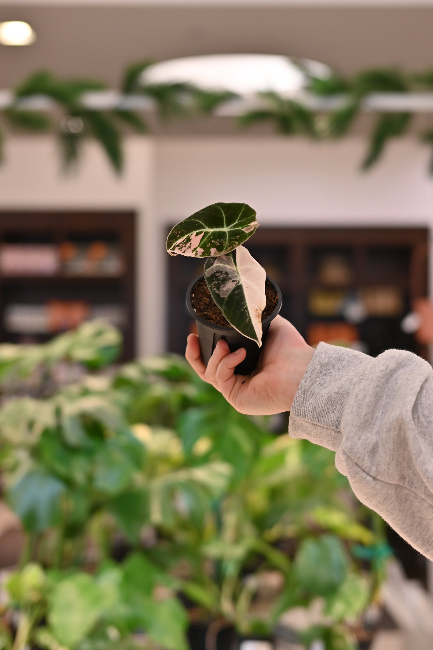 Alocasia Black Velvet Variegated Pink