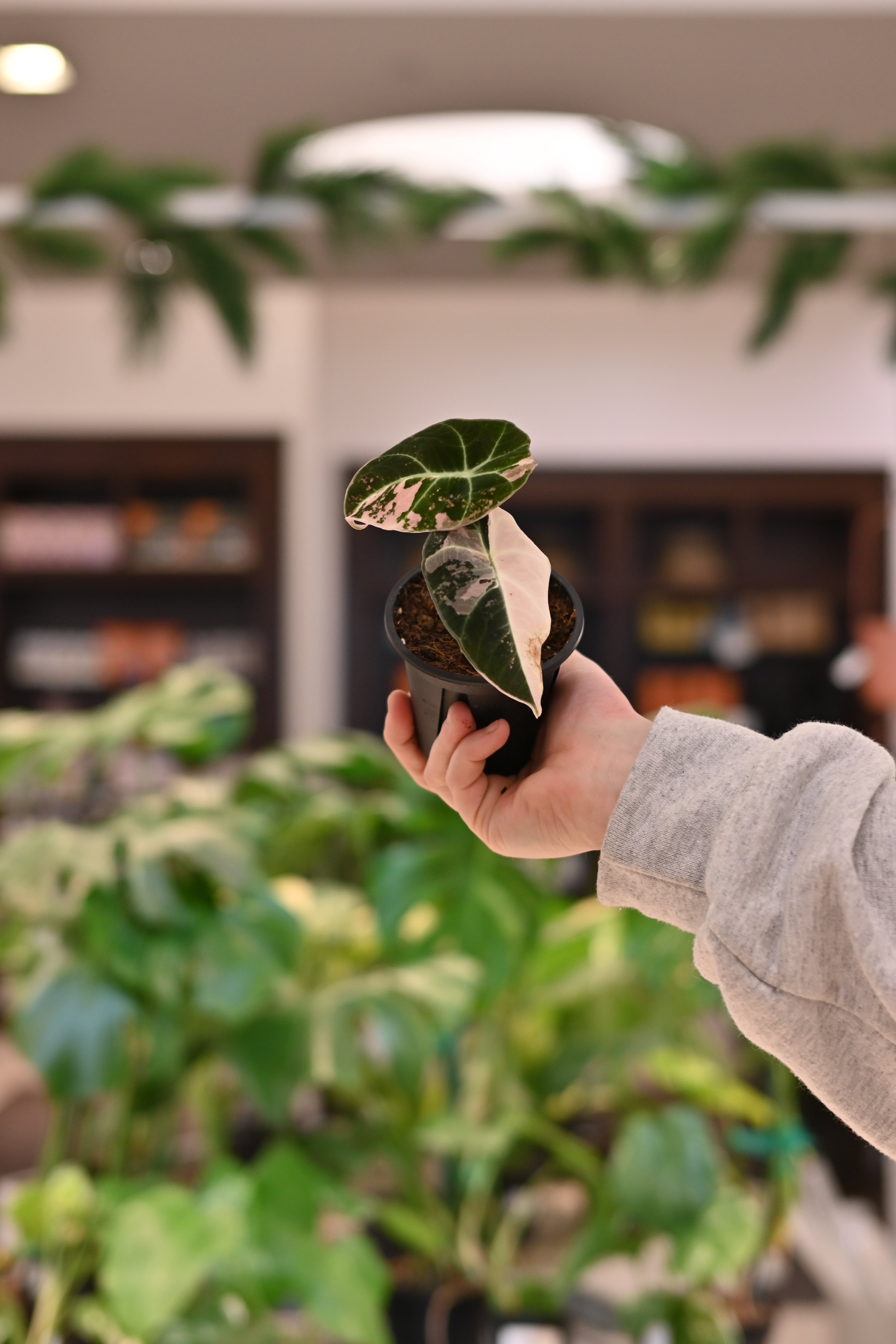 Alocasia Black Velvet Variegated Pink