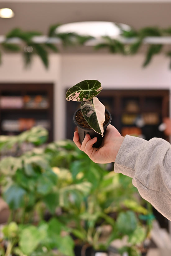 Alocasia Black Velvet Variegated Pink