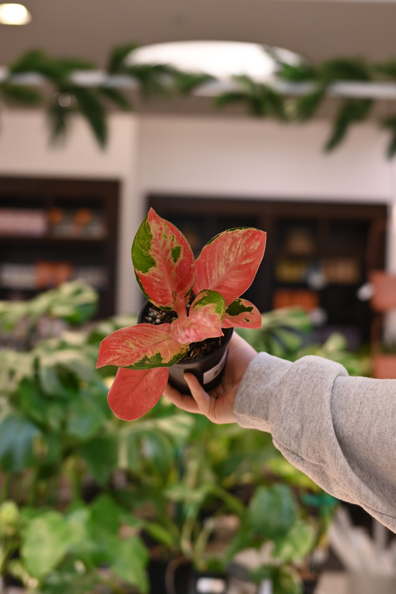 aglaonema hello kitty Aglaonema Hello Kitty