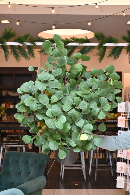 Ficus Mistletoe