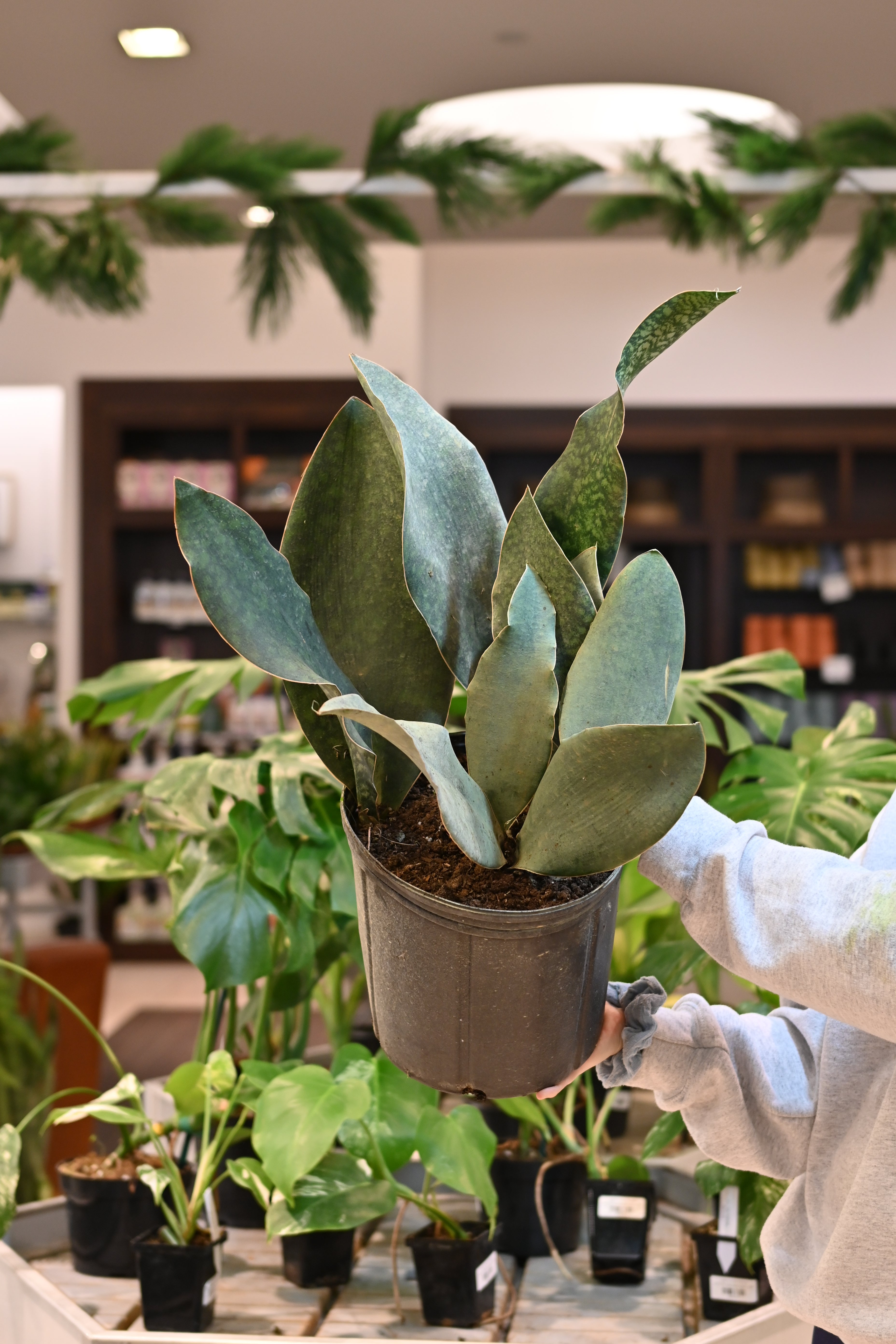 Sansevieria Whalefin