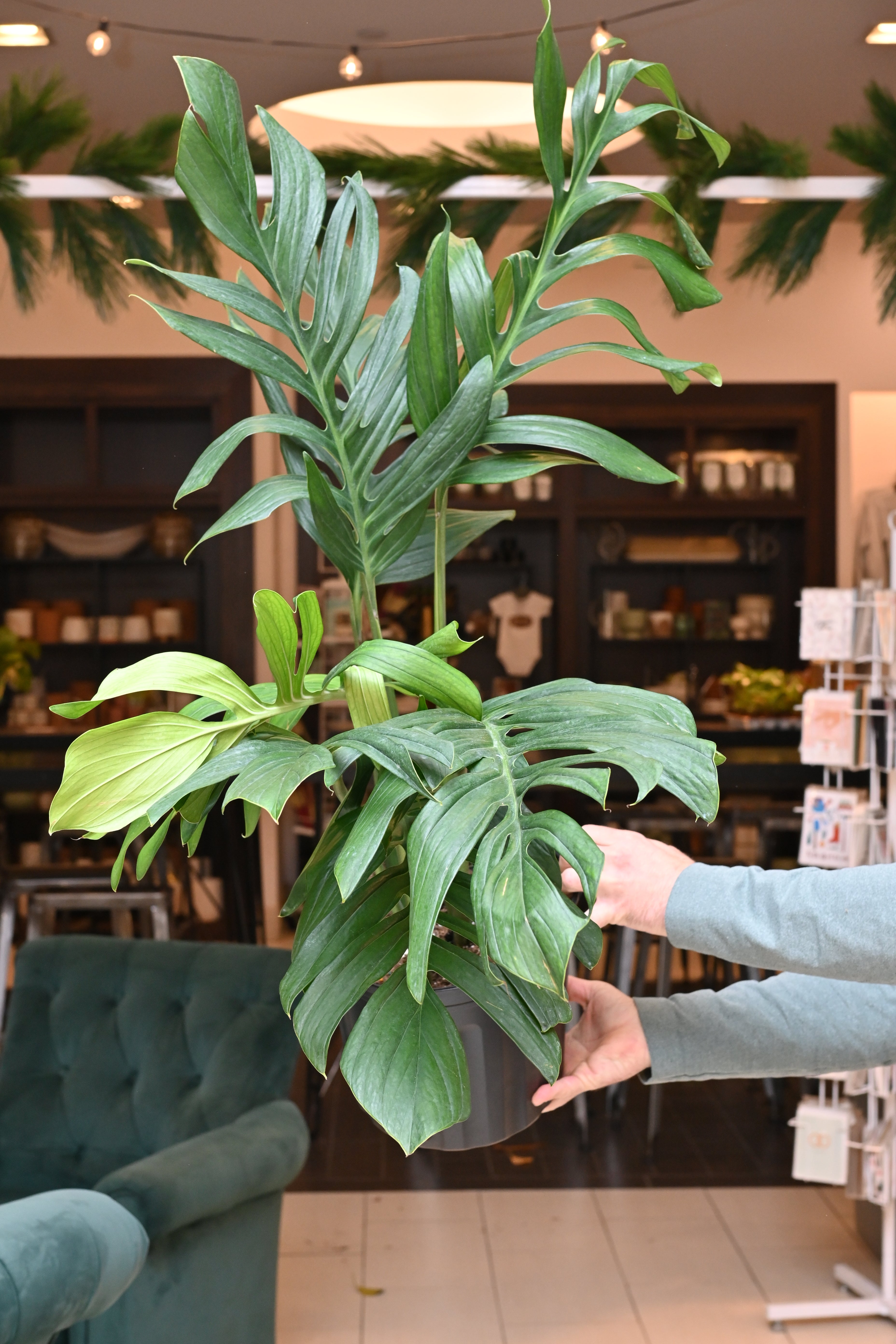 Monstera Pinnatipartita