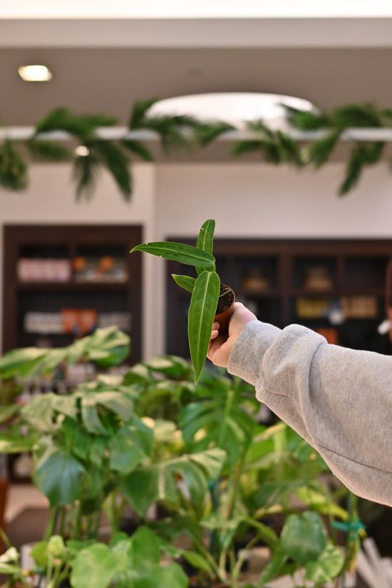 Anthurium Warocqueanum
