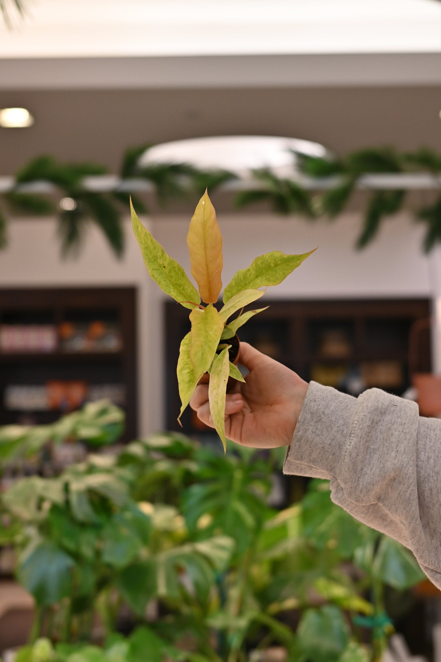 philodendron golden gator Philodendron Golden Crocodile Variegated 2"