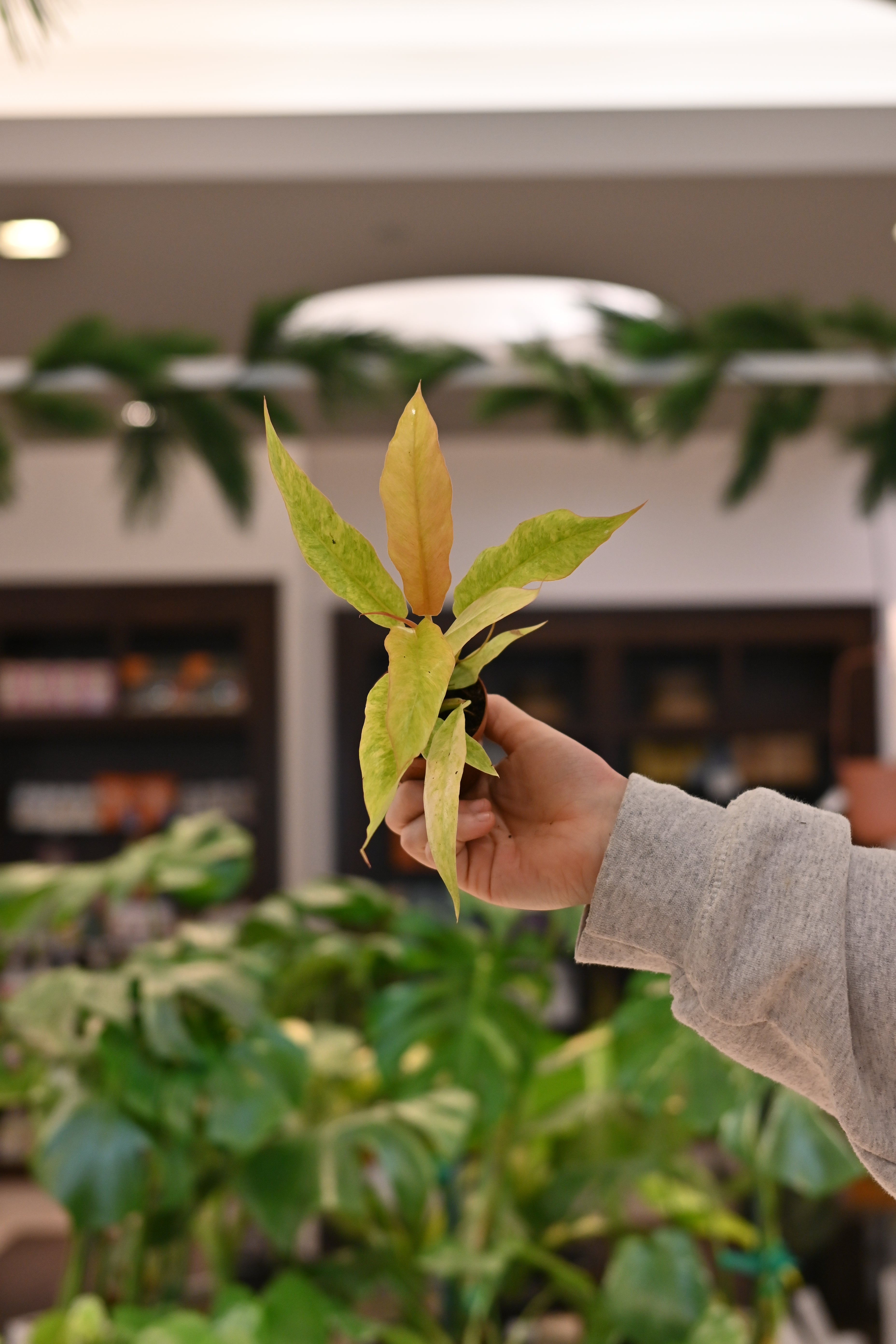 Philodendron Golden Crocodile Variegated