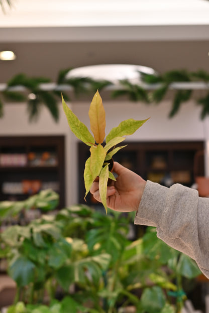 Philodendron Golden Crocodile Variegated
