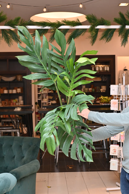 Monstera Pinnatipartita