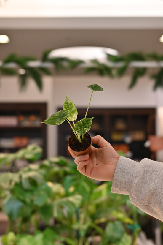 Alocasia Dragon Scale Variegated