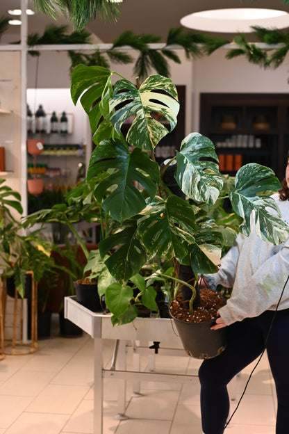 monstera albo live plant Monstera Albo – Lost in the Forrest