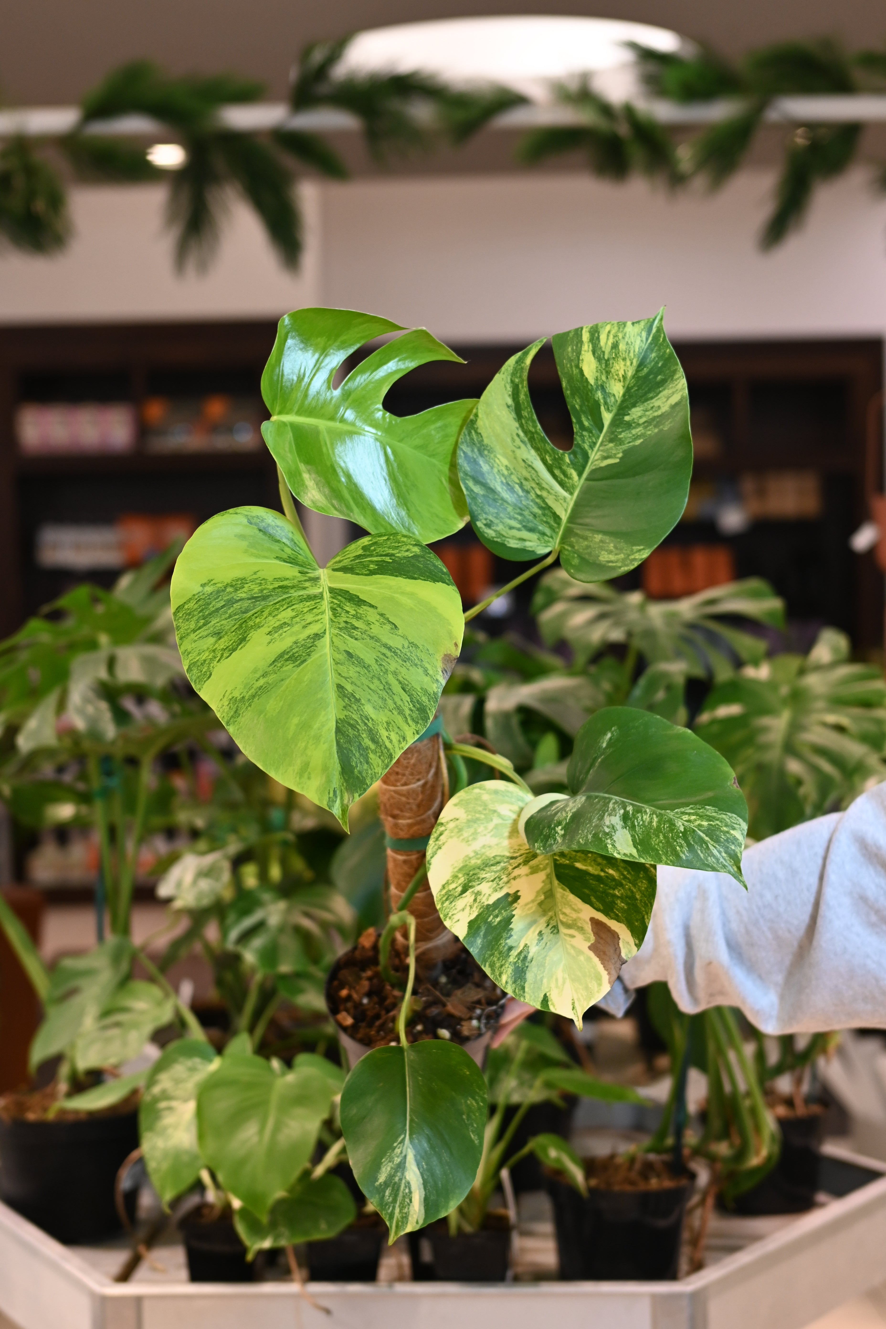 Monstera Aurea – Lost in the Forrest