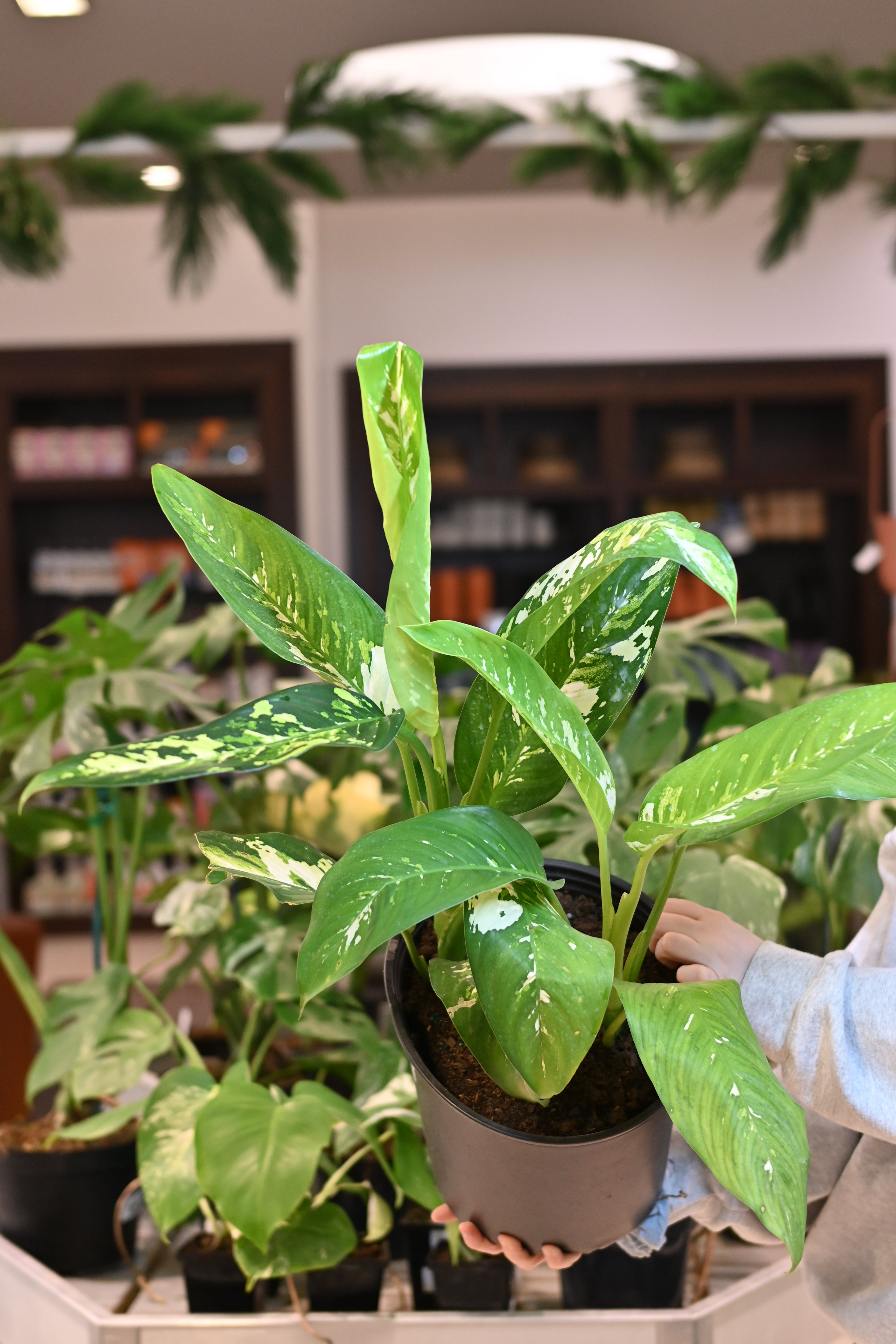 Dieffenbachia Elena