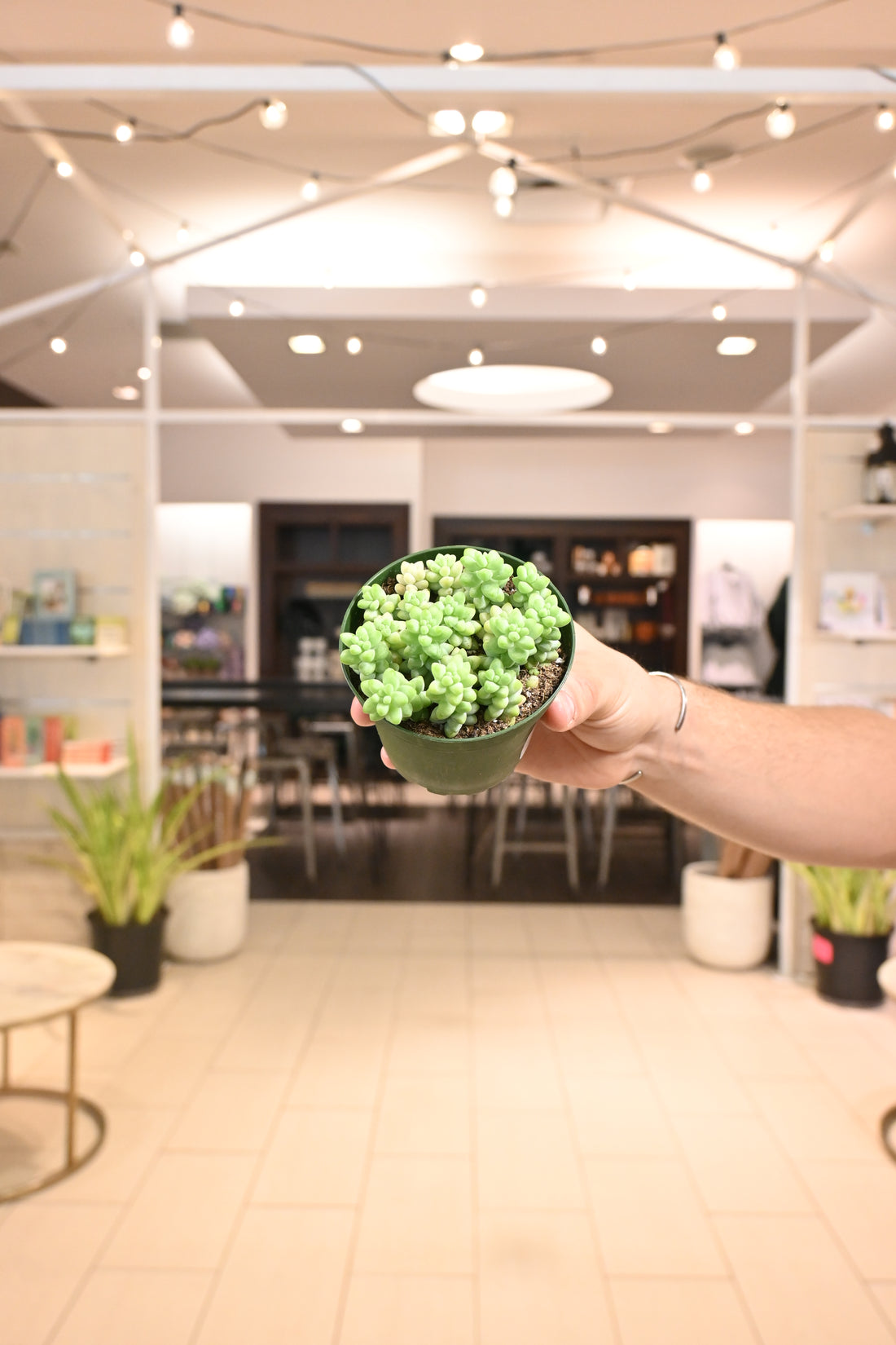 Burro Tail
