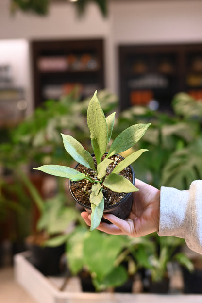 Hoya New Guinea Ghost