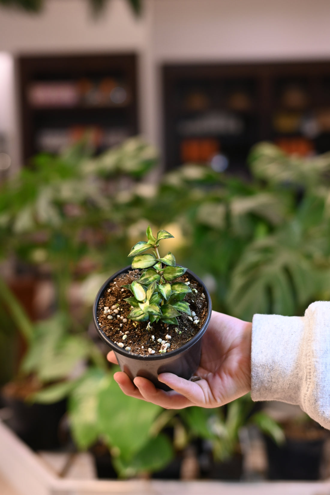 Hoya Lacunosa sp Bruno