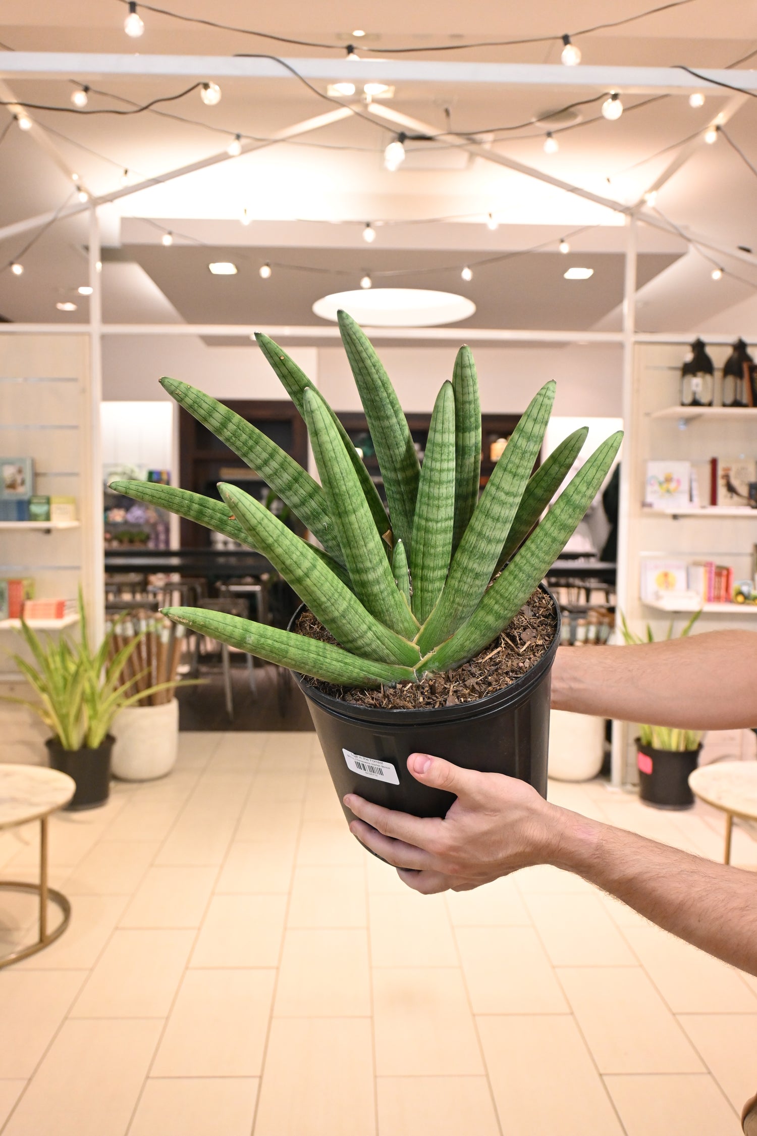 sansevieria starfish boncel Sansevieria Starfish Boncel