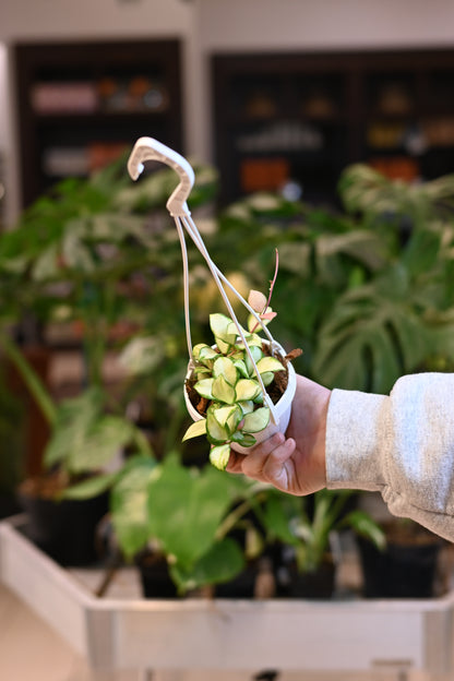 Hoya Heuschkeliana Variegated