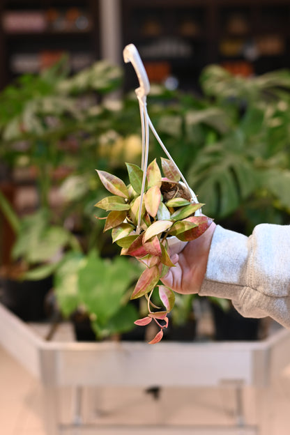 Hoya Walliniana Variegated