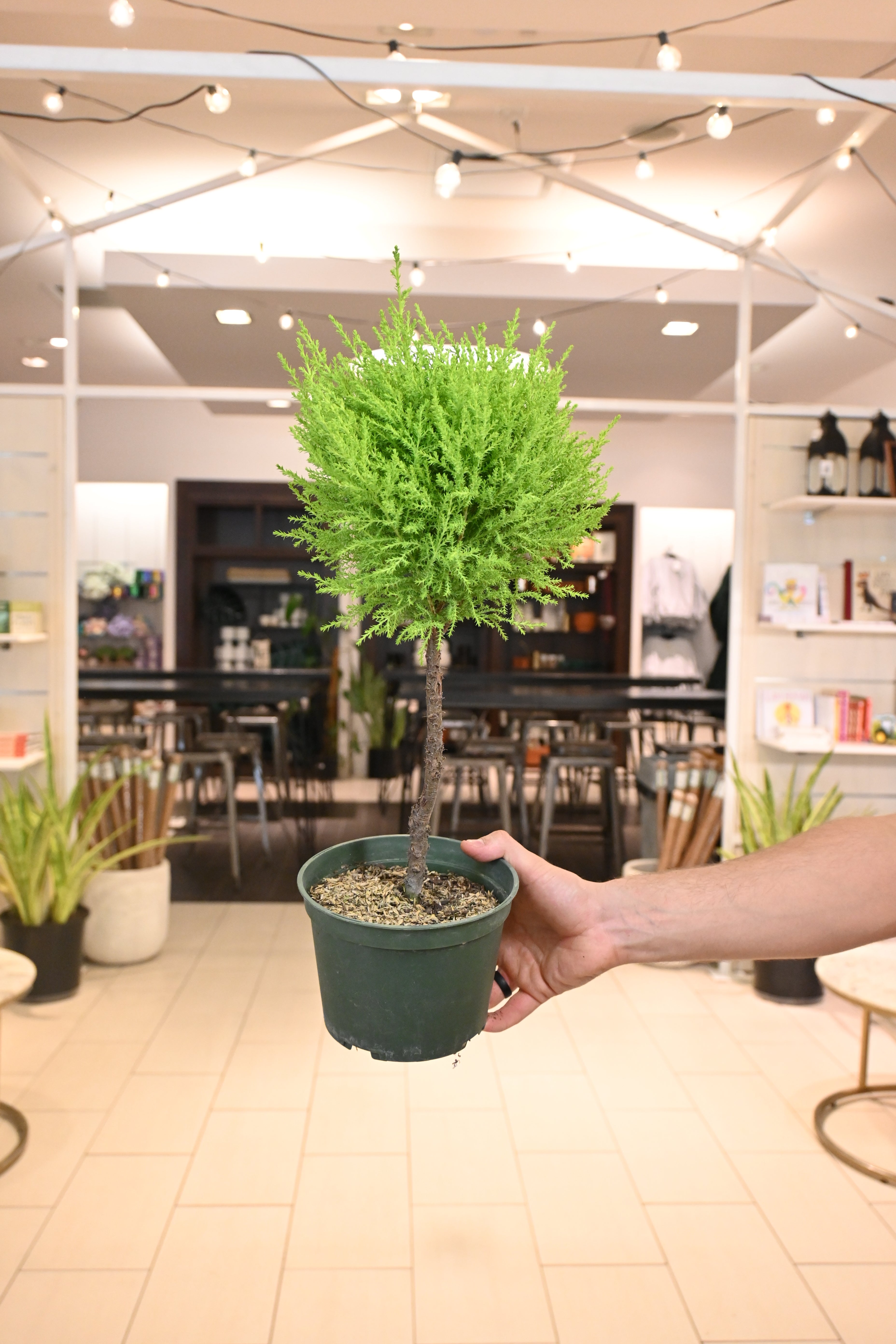 Lemon Cypress