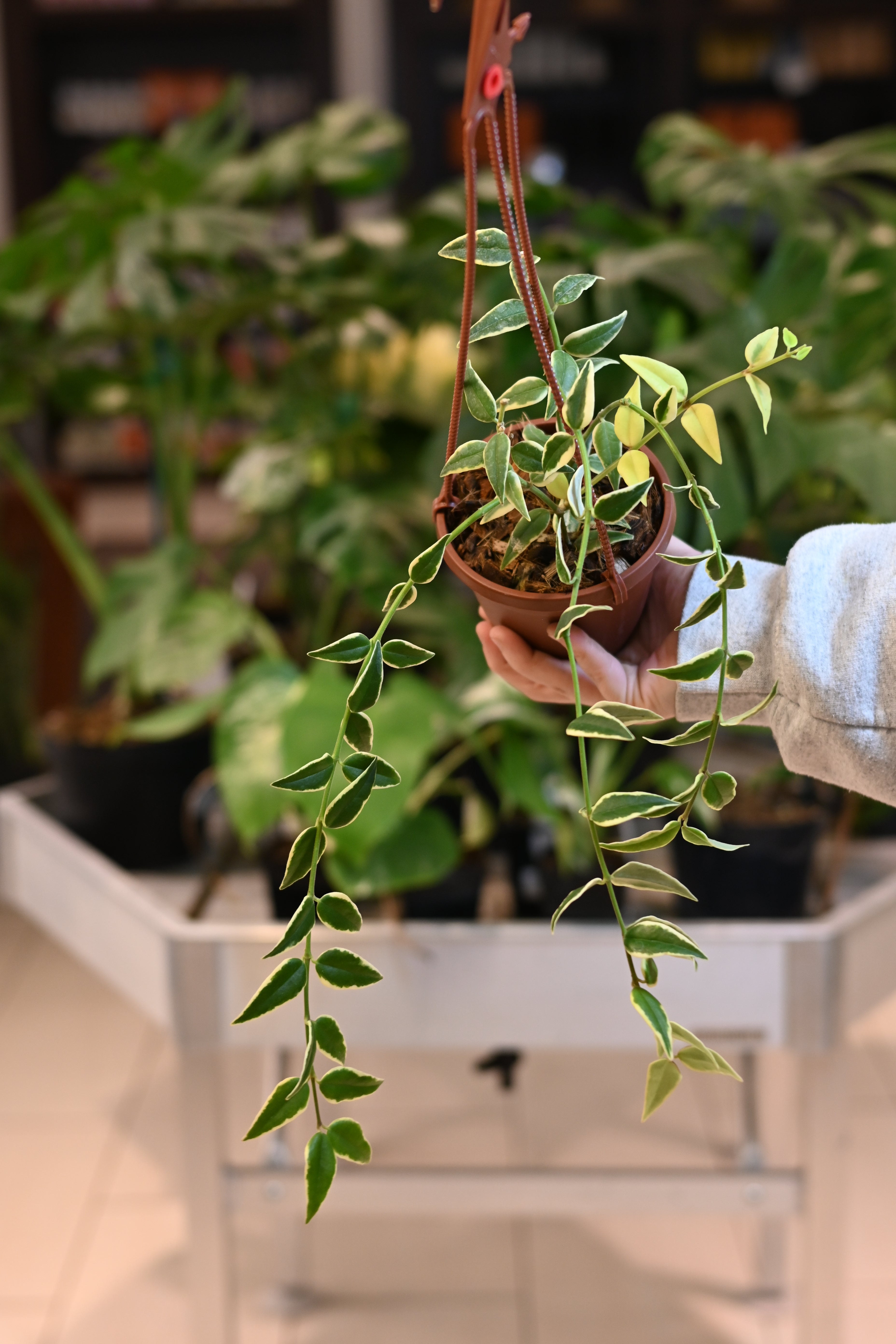 Hoya Bella Outer Variegated