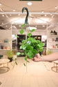 Hoya Australis &