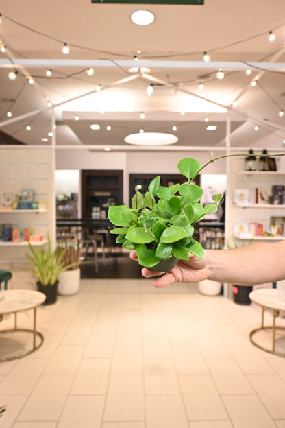 Hoya Australis &