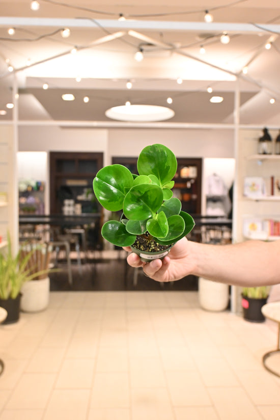 Peperomia Lemon Lime
