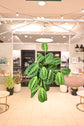 Maranta Lemon Lime