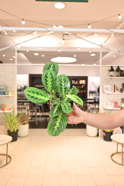 Maranta Lemon Lime