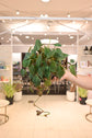 Philodendron Micans