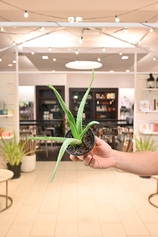 Aloe Vera