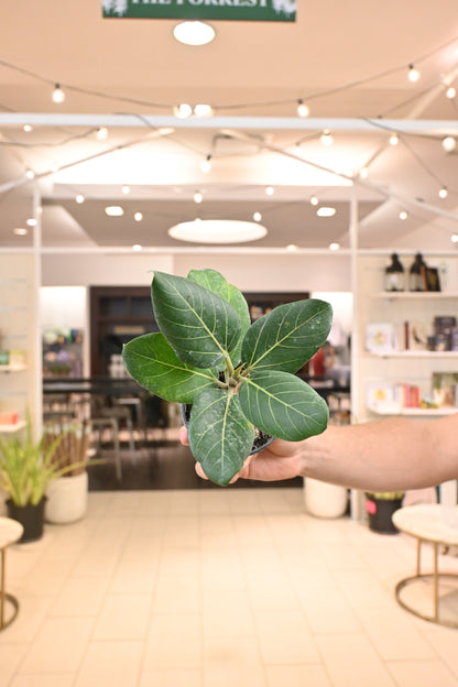 Ficus Audrey