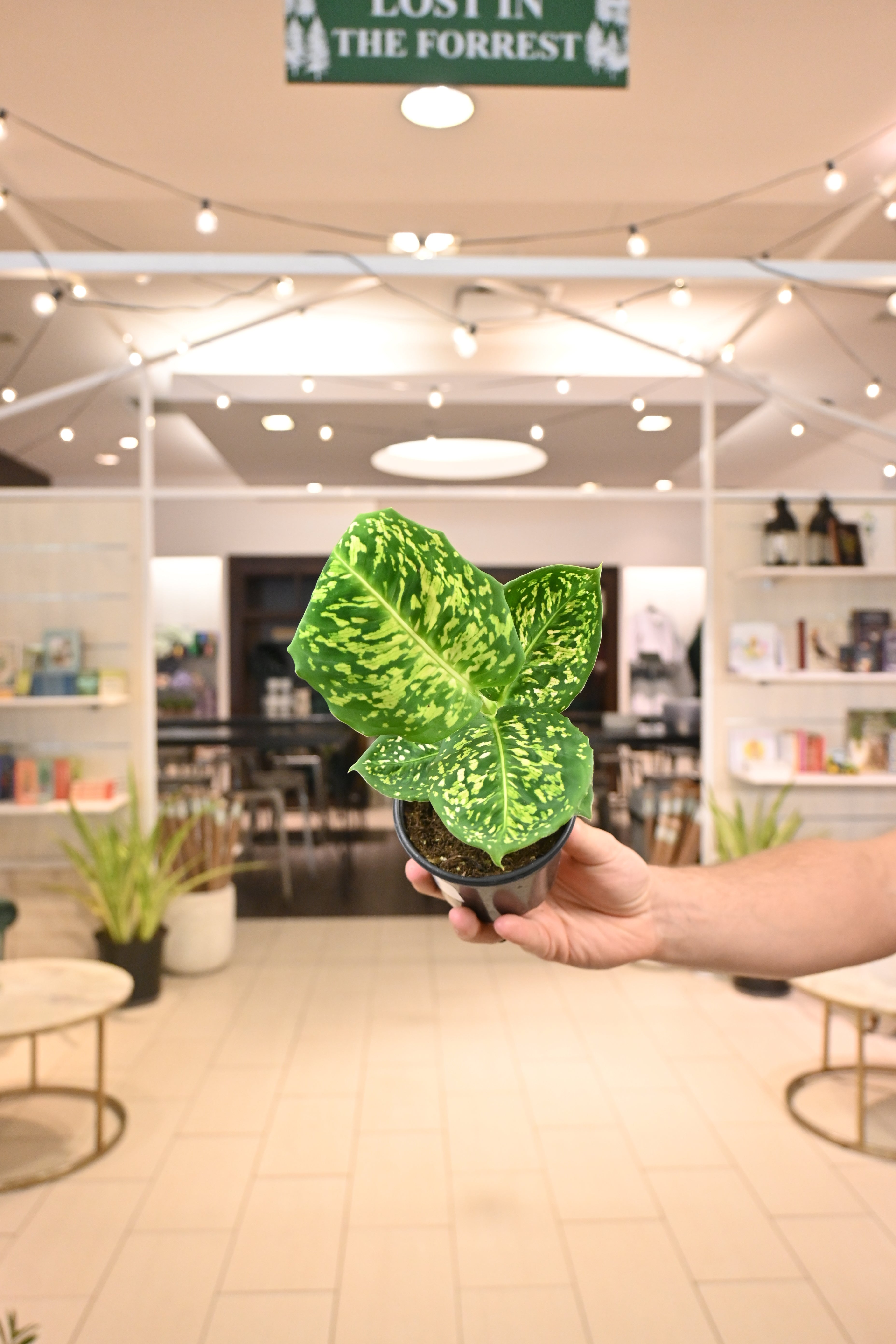 Dieffenbachia Reflector