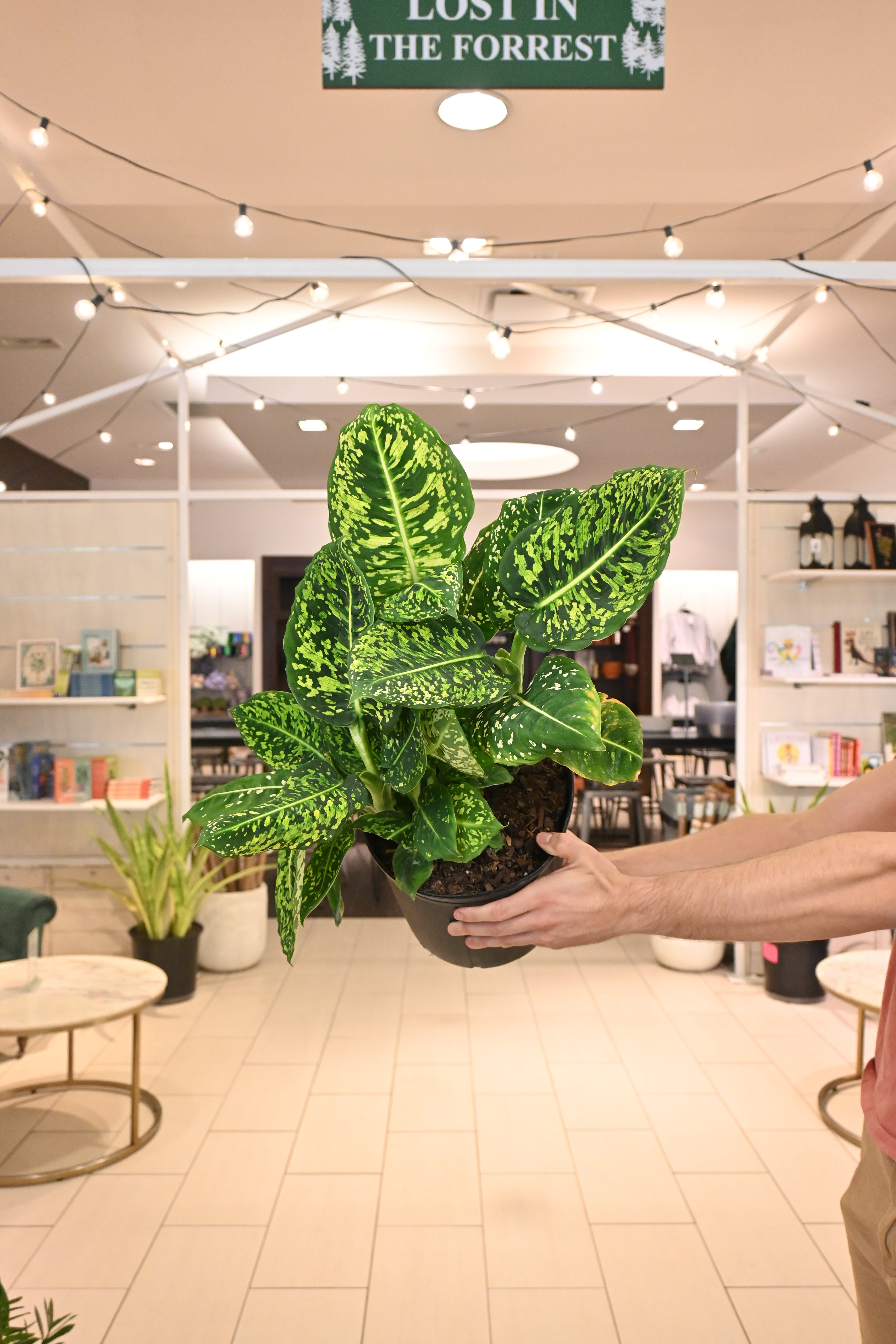 Dieffenbachia Reflector