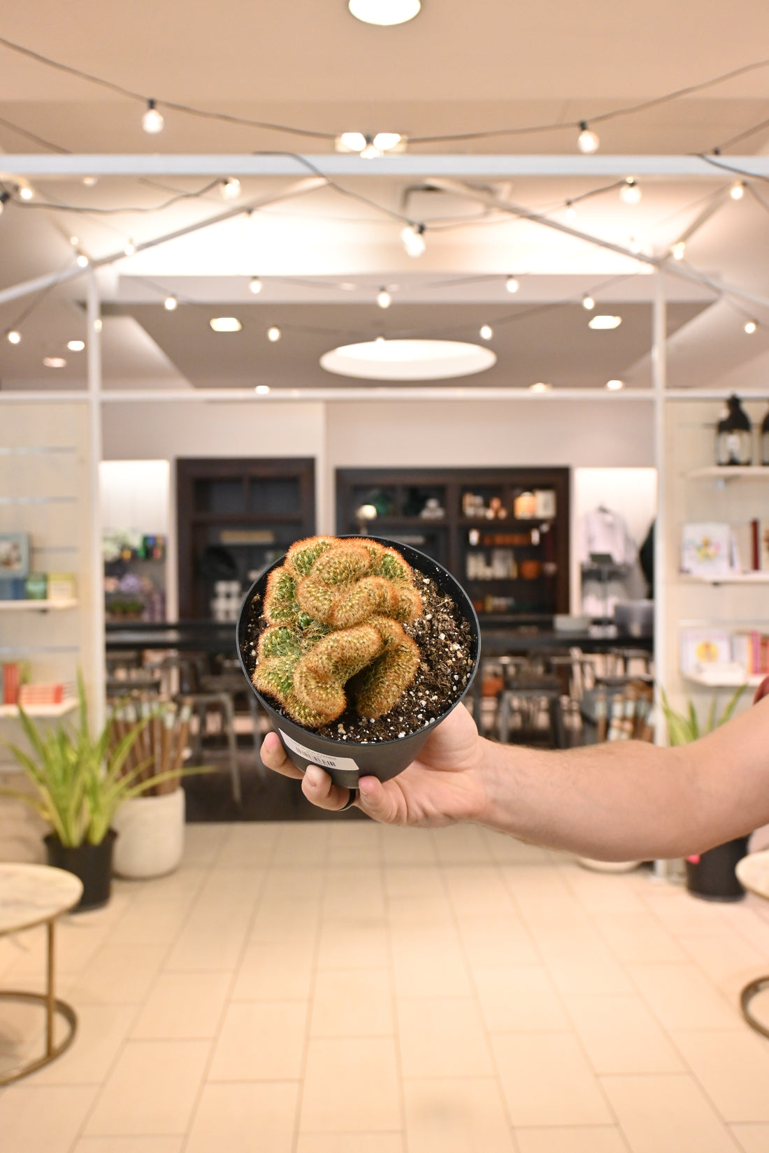 Mammillaria Elongata &