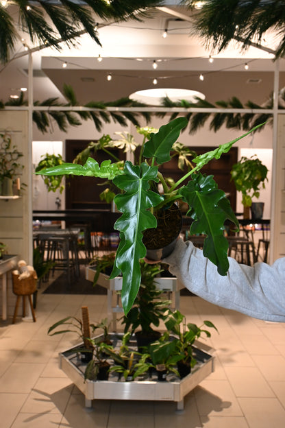 philodendron bob cee Philodendron Bob Cee – Lost in the Forrest