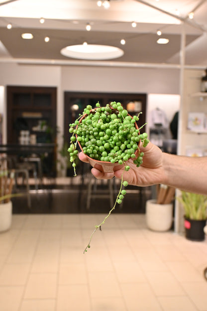 String of Pearls