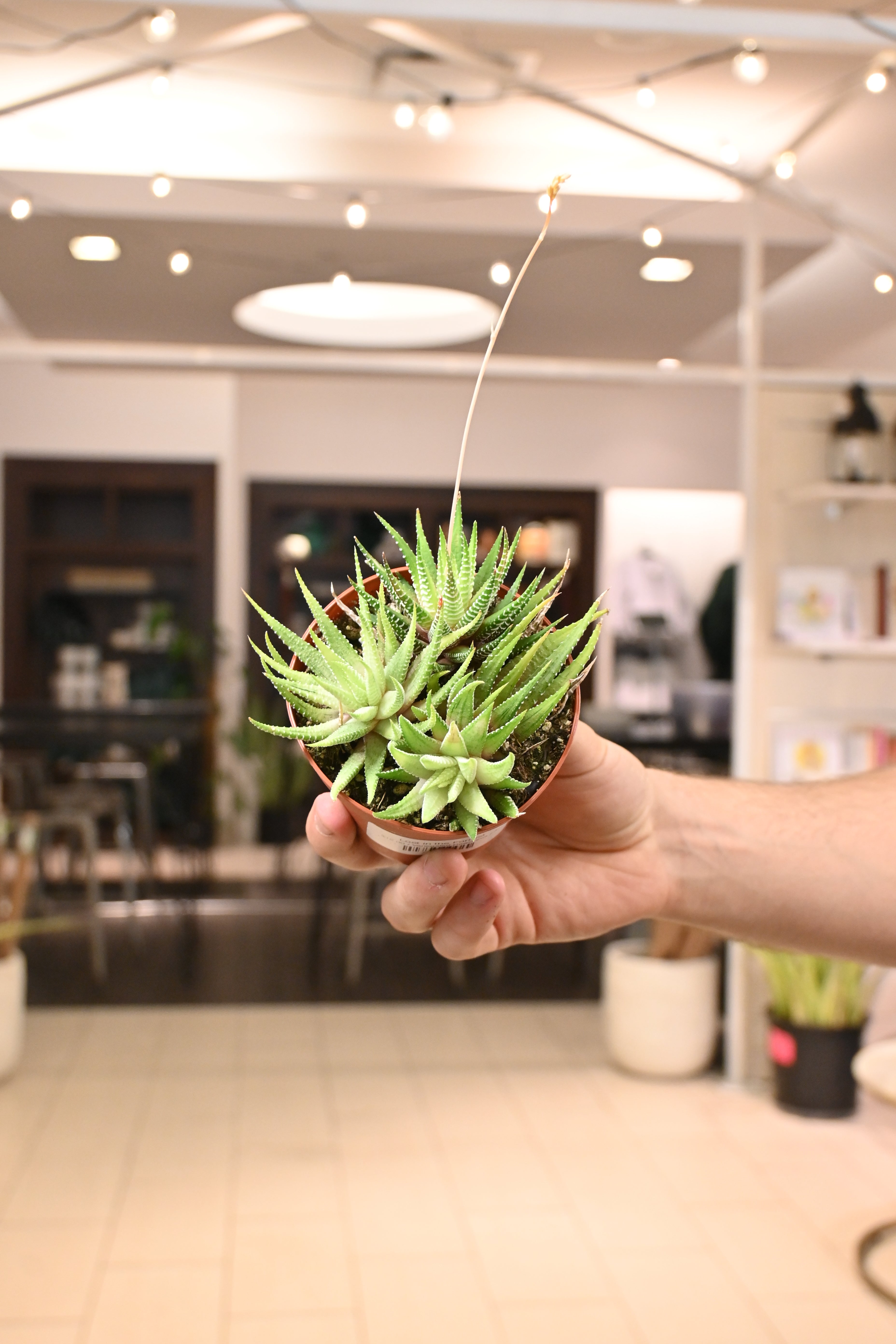 Variegated Haworthia