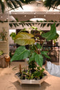 Philodendron Summer Glory