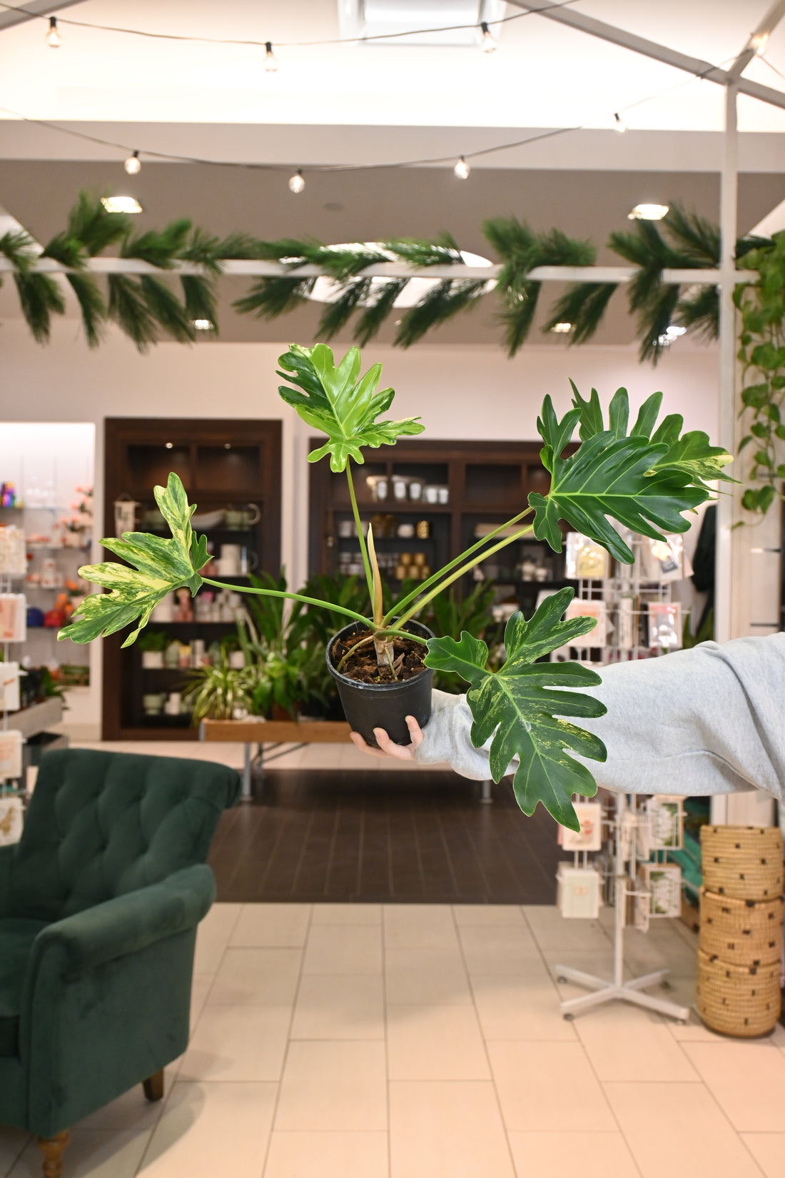 Philodendron Williamsii Variegated